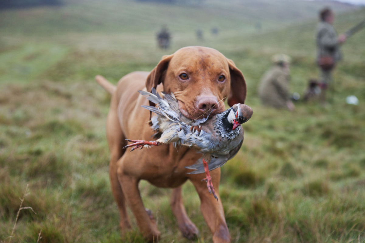 Bird VU Technology: Performance Hunting Lenses for Clearer Vision in the Field